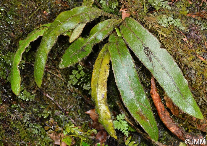 Elaphoglossum semicylindricum