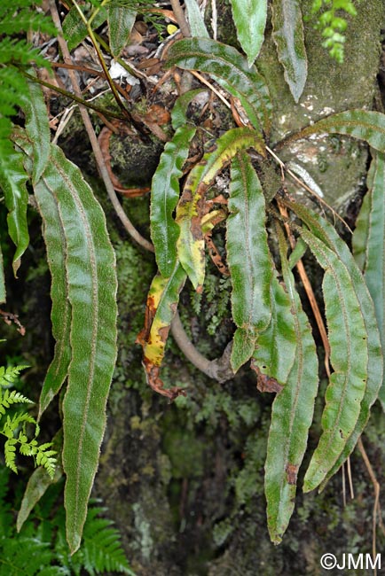 Elaphoglossum semicylindricum