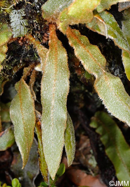 Elaphoglossum semicylindricum