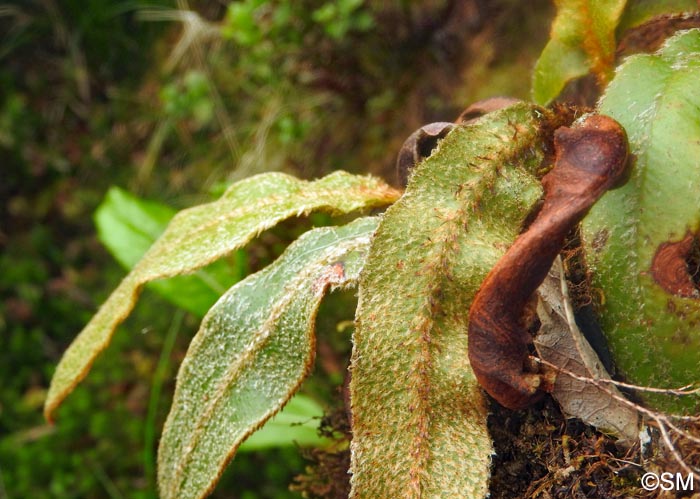 Elaphoglossum semicylindricum