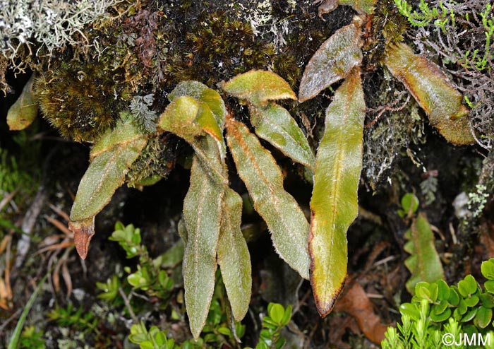 Elaphoglossum semicylindricum