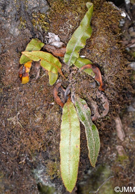 Elaphoglossum semicylindricum