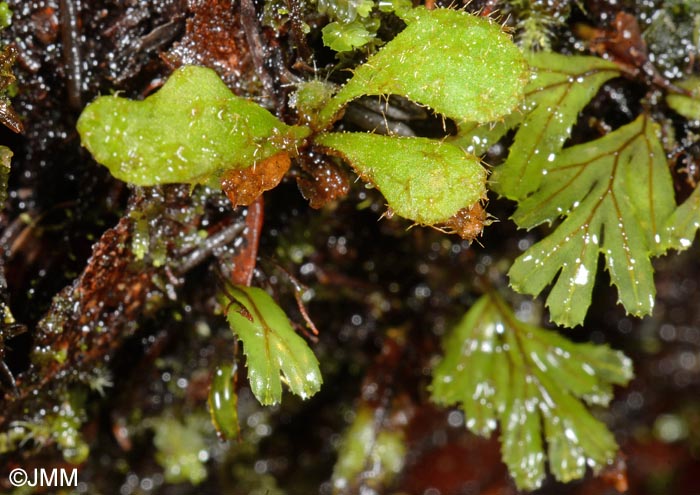 Elaphoglossum semicylindricum & Hymenophyllum tunbrigense