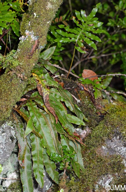 Elaphoglossum semicylindricum & Polypodium azoricum