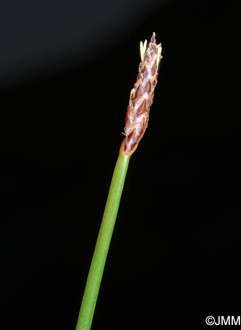 Eleocharis palustris