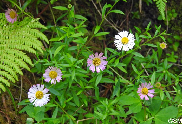 Erigeron karvinskianus