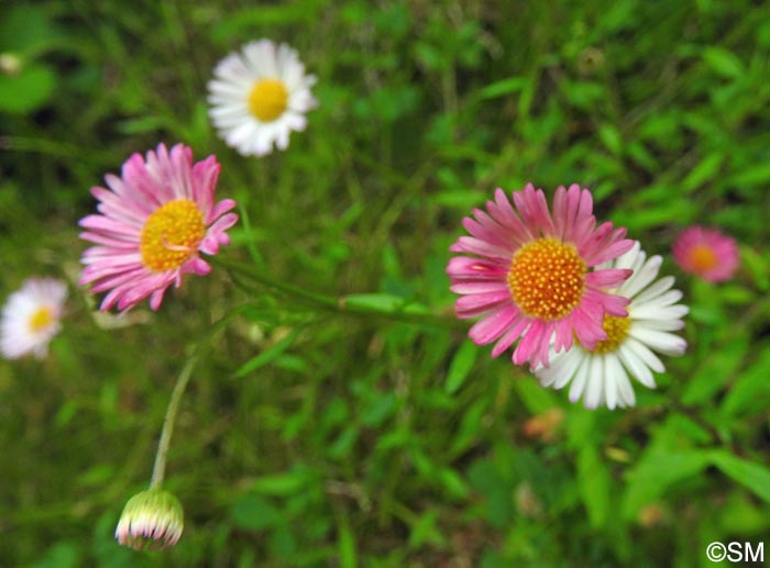 Erigeron karvinskianus