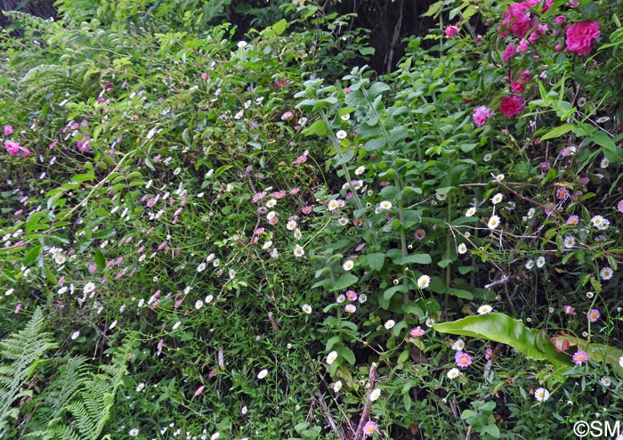 Erigeron karvinskianus