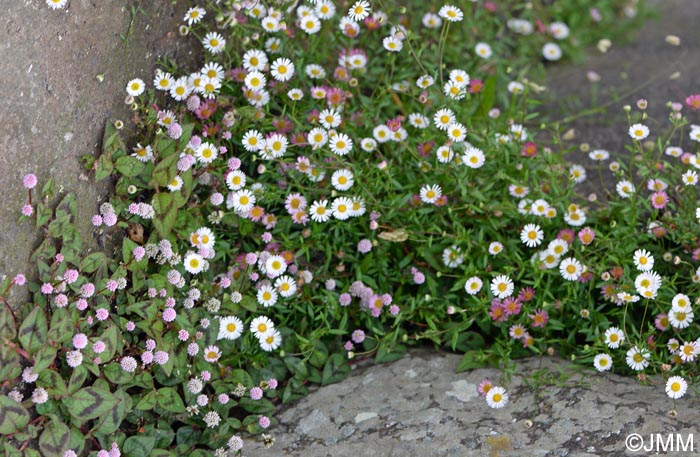 Erigeron karvinskianus & Persicaria capitata