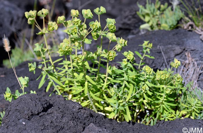 Euphorbia azorica