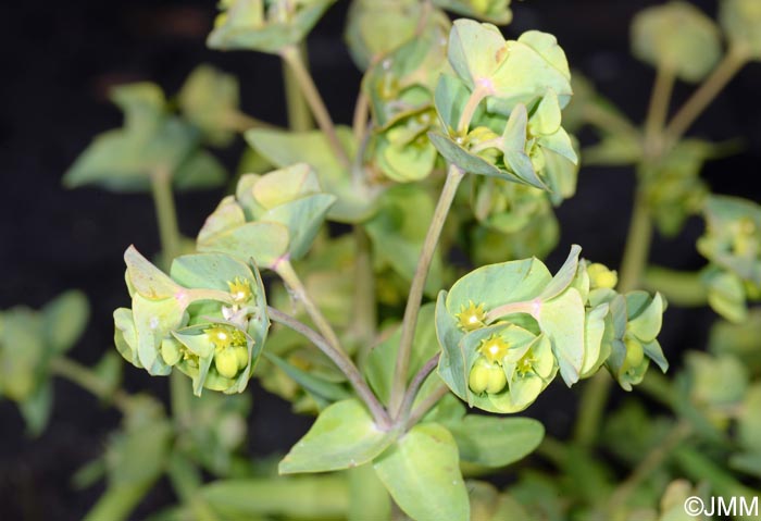 Euphorbia azorica