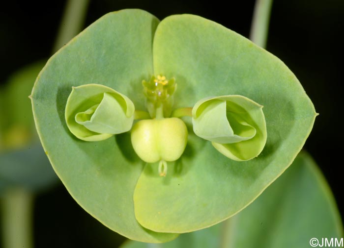 Euphorbia azorica