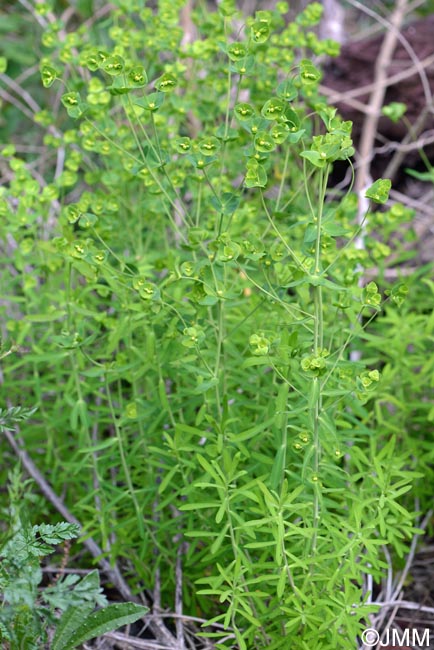 Euphorbia azorica