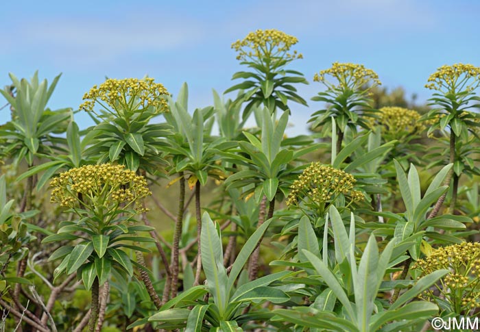 Euphorbia stygiana