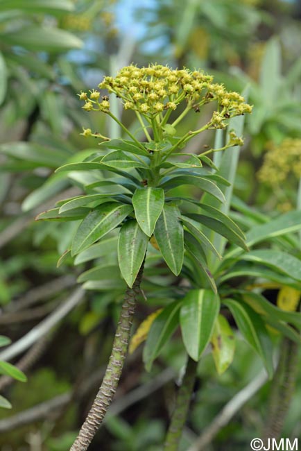 Euphorbia stygiana