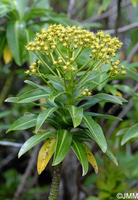 Euphorbia stygiana