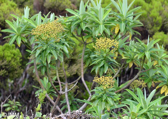 Euphorbia stygiana