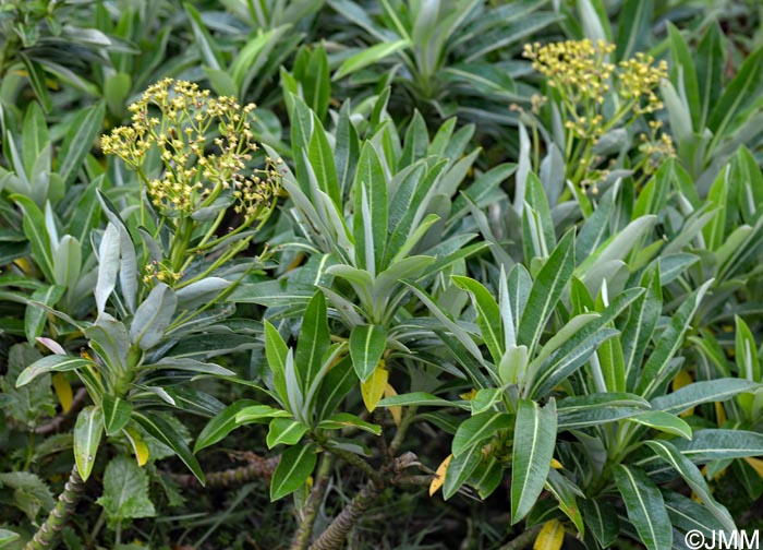 Euphorbia stygiana