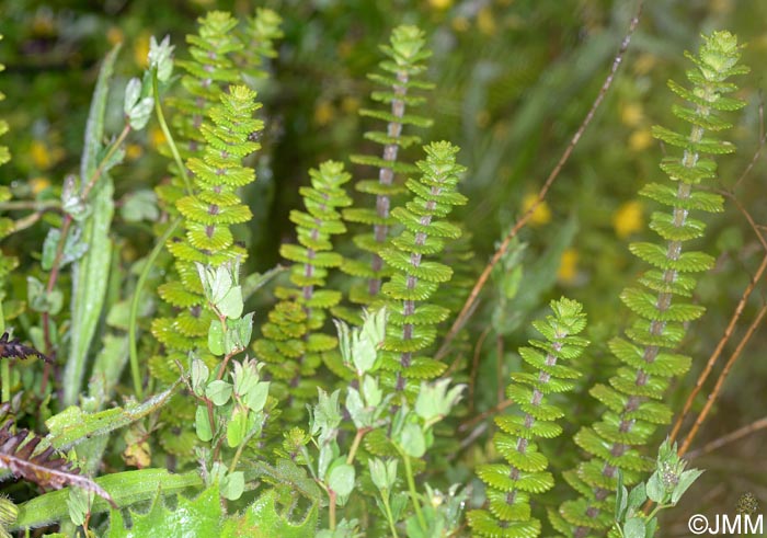 Euphrasia grandiflora