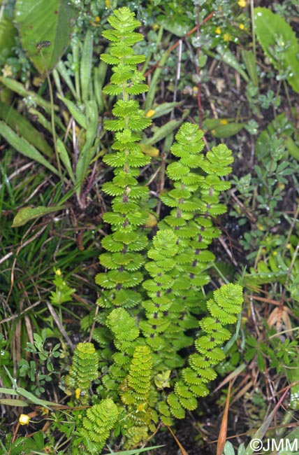 Euphrasia grandiflora