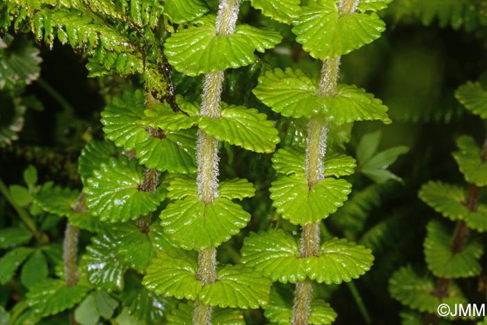 Euphrasia grandiflora