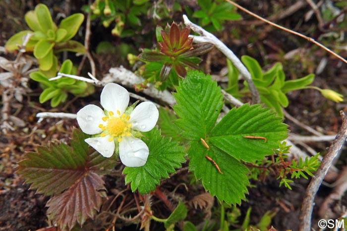 Fragaria vesca