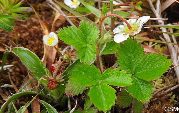 Fragaria vesca