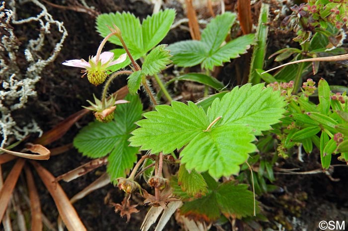 Fragaria vesca