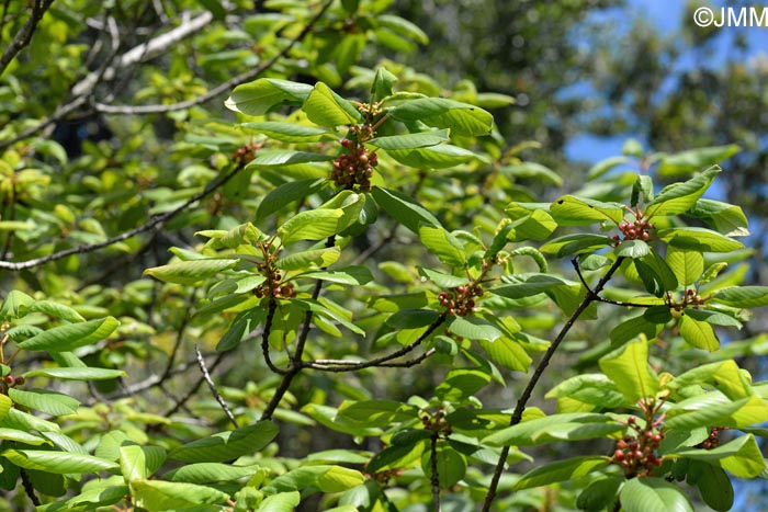 Frangula azorica