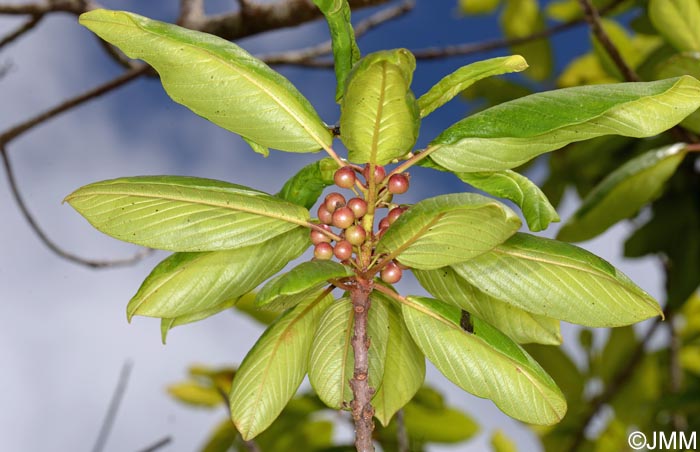 Frangula azorica