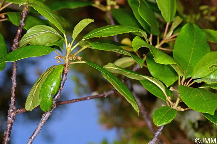 Frangula azorica