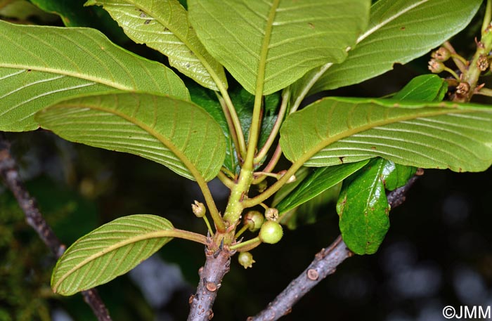 Frangula azorica