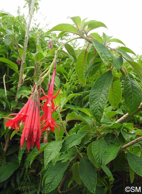 Fuchsia boliviana