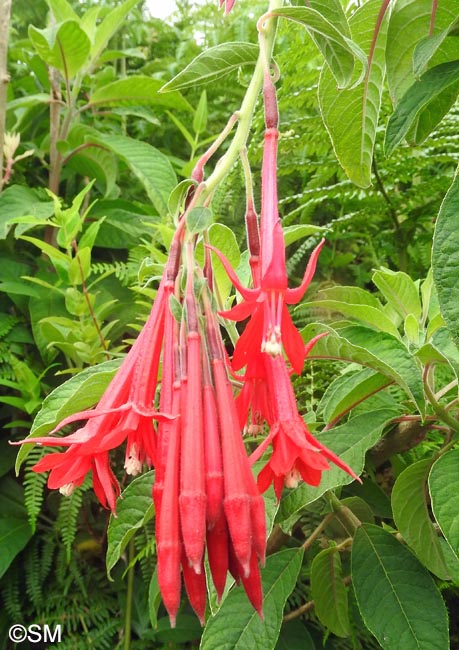 Fuchsia boliviana