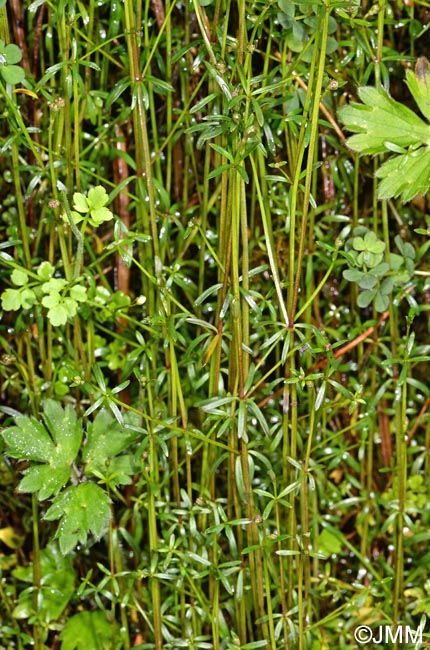 Galium parisiense