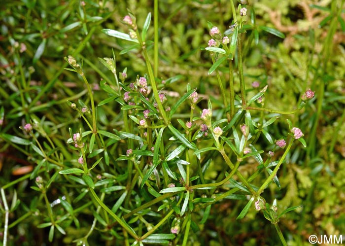 Galium parisiense