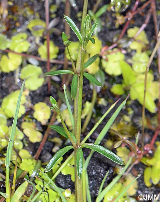 Galium parisiense