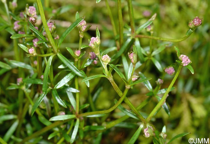 Galium parisiense