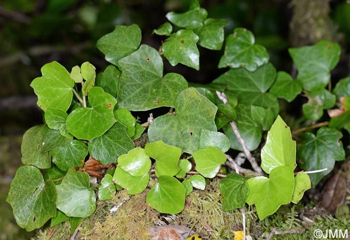 Hedera azorica