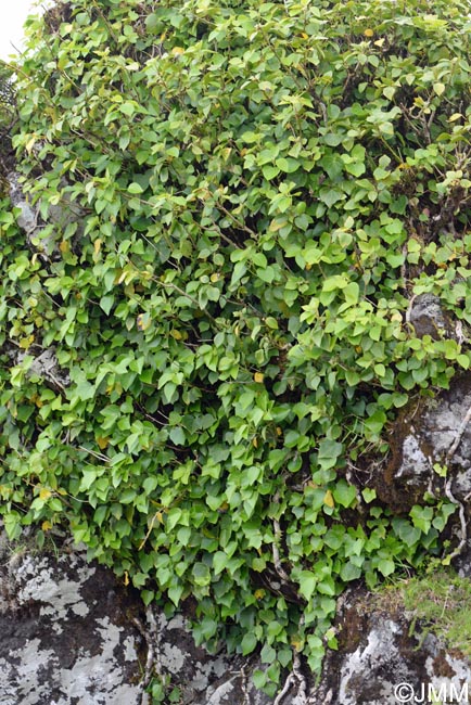 Hedera azorica