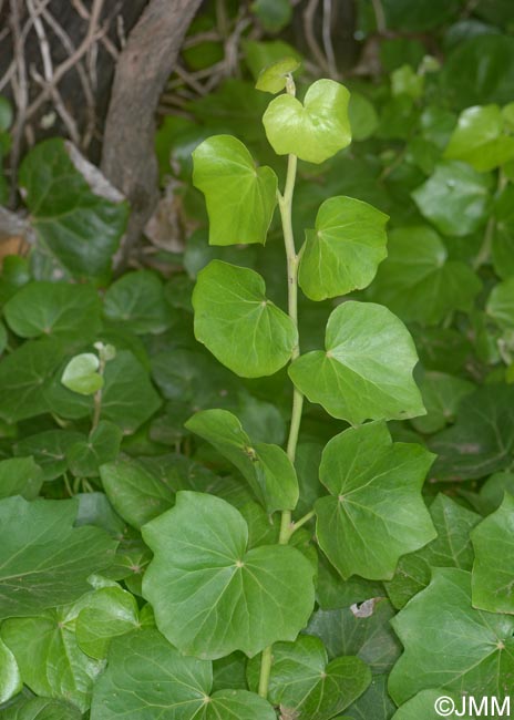 Hedera azorica