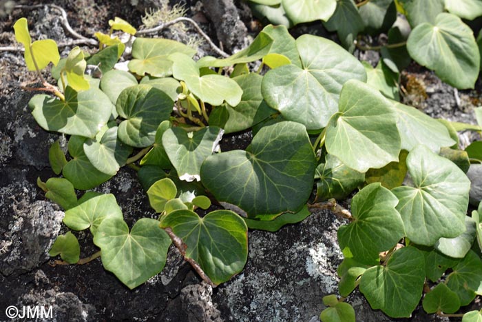 Hedera azorica