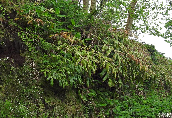 Hedychium gardnerianum