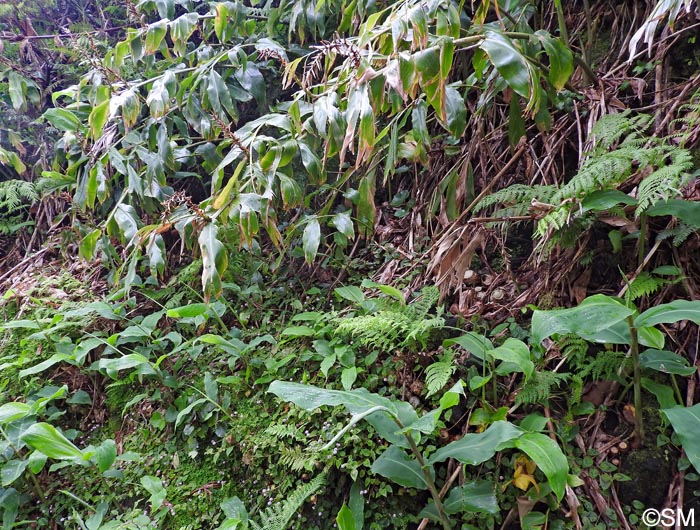 Hedychium gardnerianum