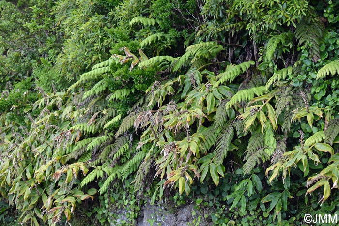 Hedychium gardnerianum & Woodardia radicans