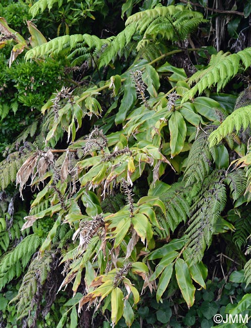 Hedychium gardnerianum & Woodardia radicans