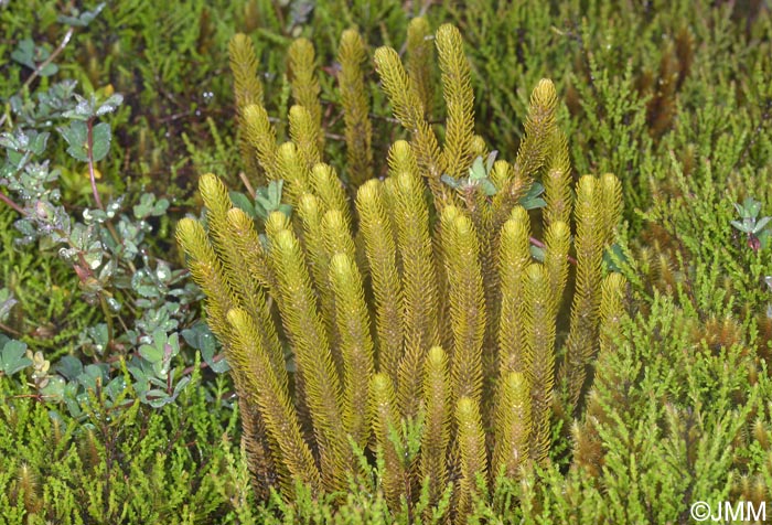 Huperzia dentata