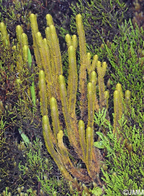 Huperzia dentata