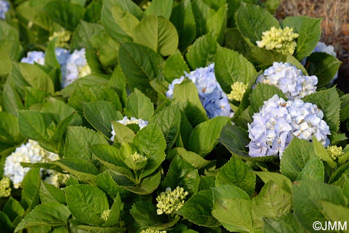 Hydrangea macrophylla