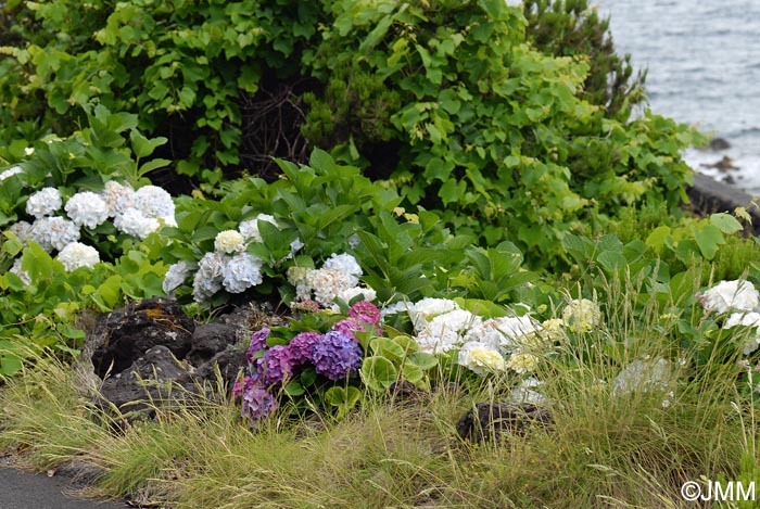 Hydrangea macrophylla